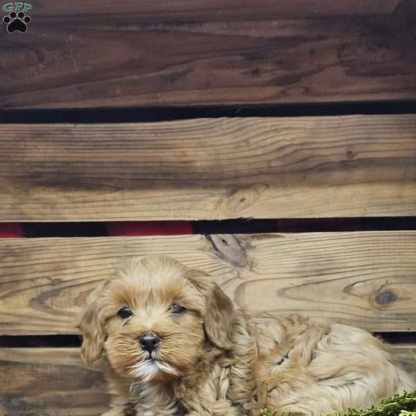 Adam, Cavapoo Puppy