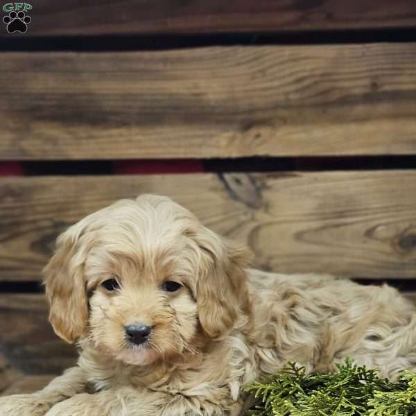 Ann, Cavapoo Puppy