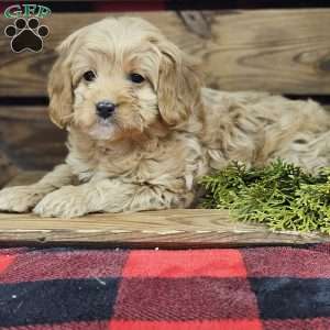 Ann, Cavapoo Puppy