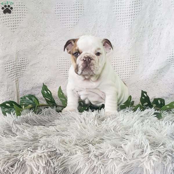 Miss Sun chip, English Bulldog Puppy