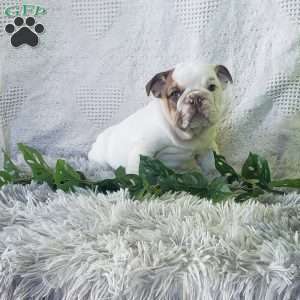 Miss Sun chip, English Bulldog Puppy