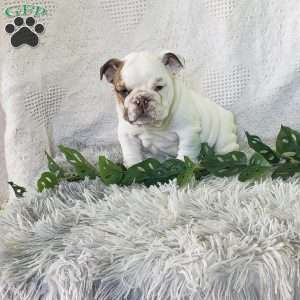 Miss Sun chip, English Bulldog Puppy