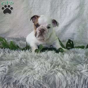 Miss Sun chip, English Bulldog Puppy