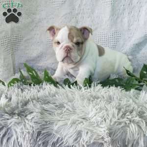 Miss Cheez-it, English Bulldog Puppy