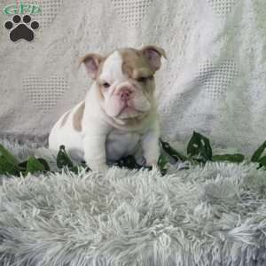 Miss Cheez-it, English Bulldog Puppy