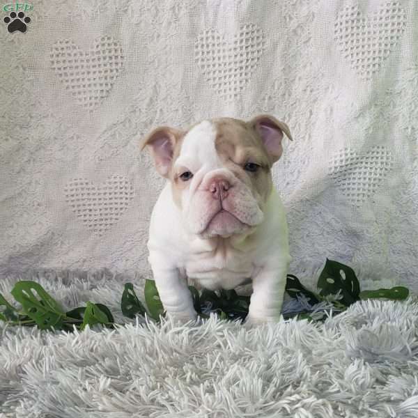 Miss Cheez-it, English Bulldog Puppy