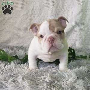 Miss Cheez-it, English Bulldog Puppy