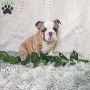 Mr. Takis, English Bulldog Puppy