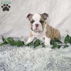 Mr. Takis, English Bulldog Puppy