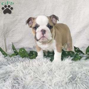 Mr. Takis, English Bulldog Puppy