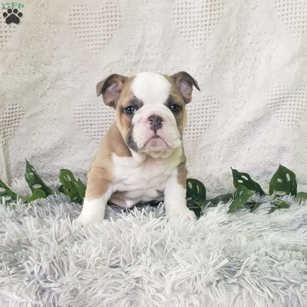 Mr. Takis, English Bulldog Puppy