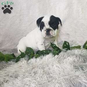 Miss Funyuns, English Bulldog Puppy