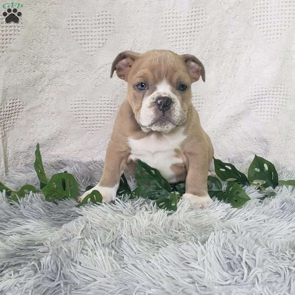 Mr. Fritos, English Bulldog Puppy