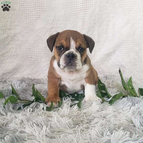 Mr. Doritos, English Bulldog Puppy