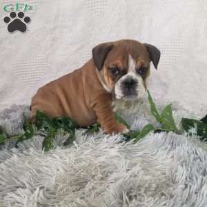 Mr. Doritos, English Bulldog Puppy