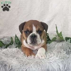 Mr. Doritos, English Bulldog Puppy