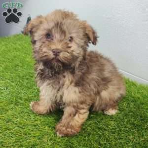 Grant, Havanese Puppy