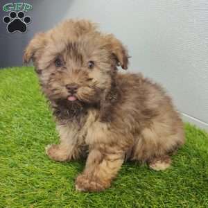 Grant, Havanese Puppy