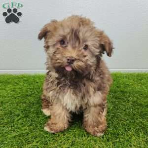 Grant, Havanese Puppy