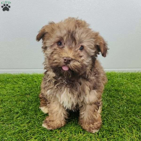 Grant, Havanese Puppy