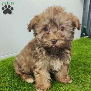 Grant, Havanese Puppy