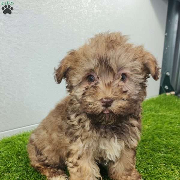 Grant, Havanese Puppy