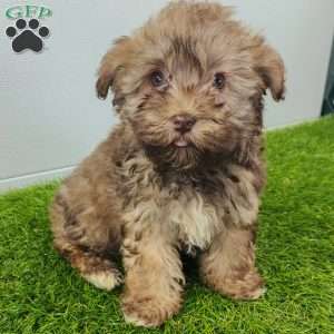 Grant, Havanese Puppy