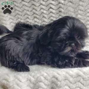 Oreo, Shih Tzu Puppy