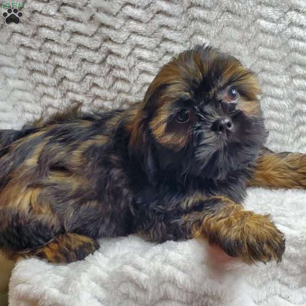 Hershey, Shih Tzu Puppy