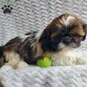 Fudge, Shih Tzu Puppy