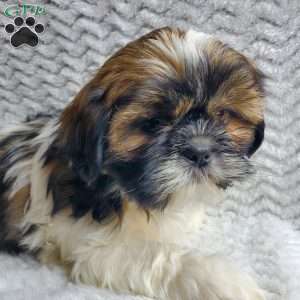 Fudge, Shih Tzu Puppy