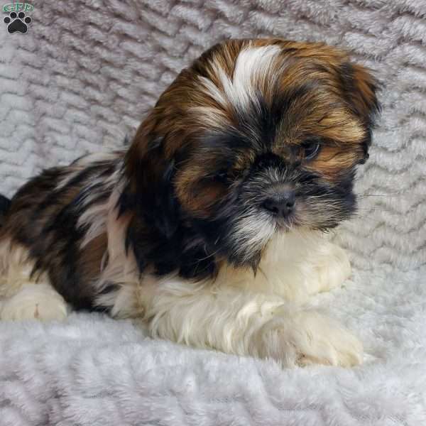 Fudge, Shih Tzu Puppy