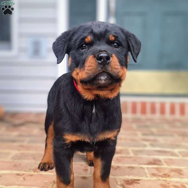 Regan, Rottweiler Puppy