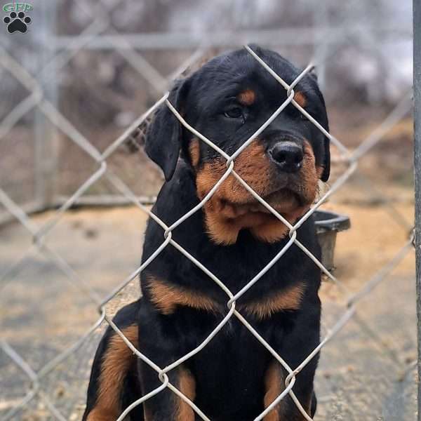 Romero, Rottweiler Puppy