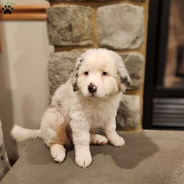 Scotti, Australian Shepherd Puppy