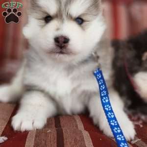 Denali, Pomsky Puppy