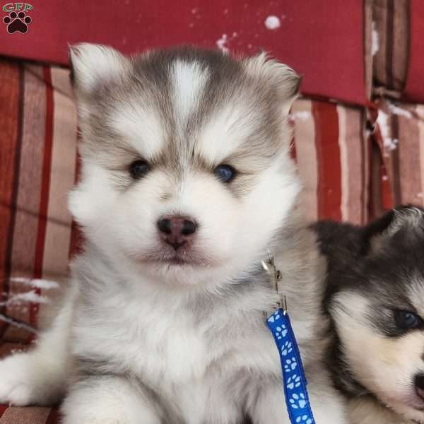 Denali, Pomsky Puppy