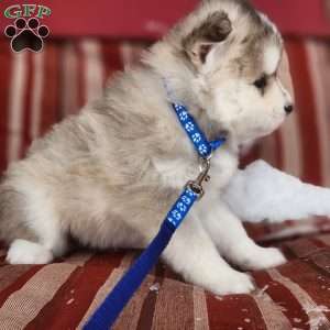 Denali, Pomsky Puppy