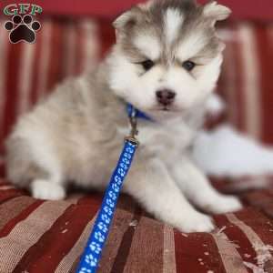 Denali, Pomsky Puppy