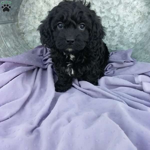 Jill, Cavapoo Puppy