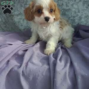 Jack, Cavapoo Puppy