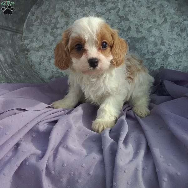 Jack, Cavapoo Puppy