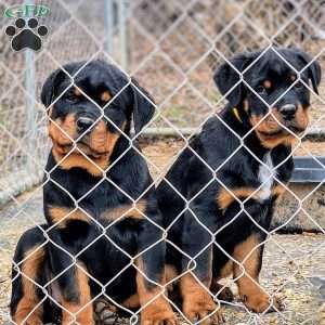 Royce, Rottweiler Puppy