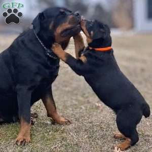 Renley, Rottweiler Puppy