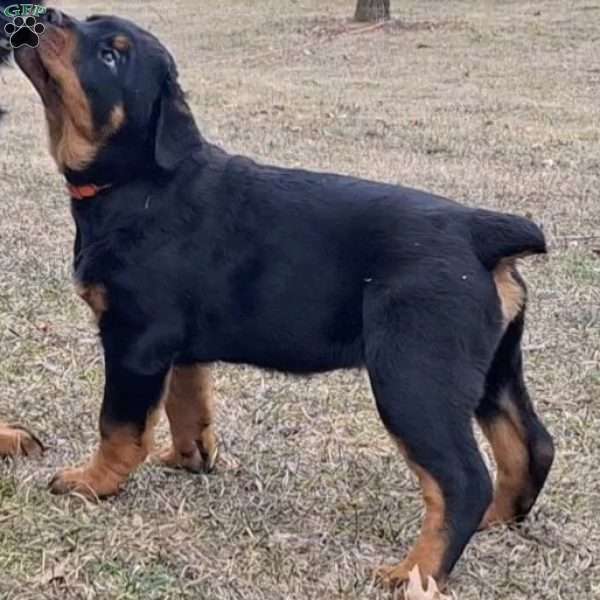 Renley, Rottweiler Puppy