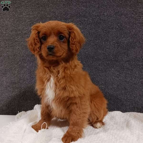 Bailey, Cavapoo Puppy