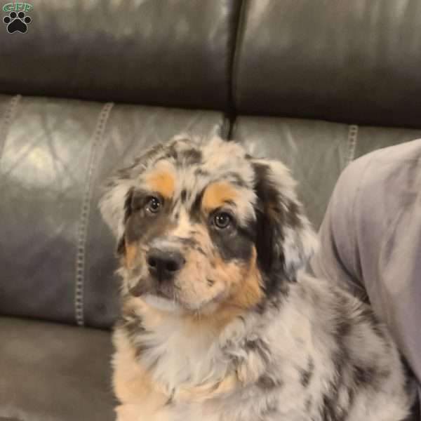 Cooper, Australian Shepherd Puppy