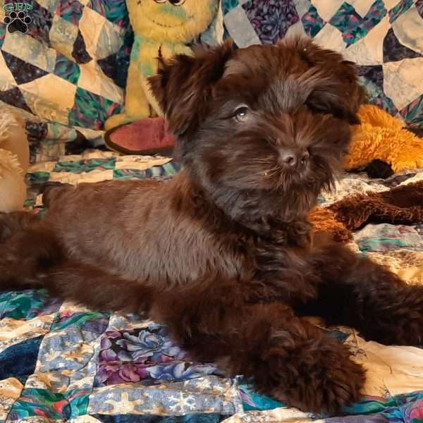 Cherish, Miniature Schnauzer Puppy