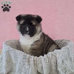 Samantha, Akita Puppy