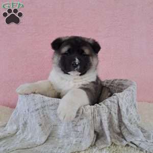 Samantha, Akita Puppy